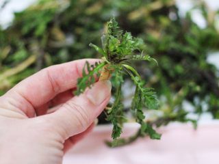 3、养生营养的荠菜虾皮鸡蛋汤,把荠菜去除老叶和脏东西。