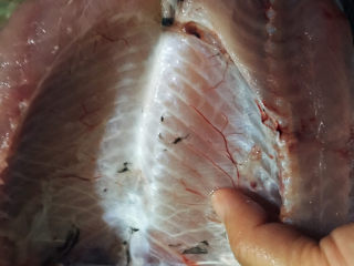 5、冬瓜鲫鱼汤,鲫鱼洗干净，特别注意要把鱼肚的黑膜洗掉