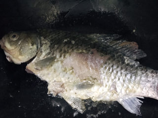 9、冬瓜鲫鱼汤,煎至两边微黄