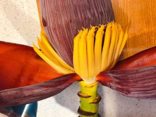 3、香蕉花排骨汤,香蕉花外皮的深红色的皮扒掉，露出黄色的花蕾。