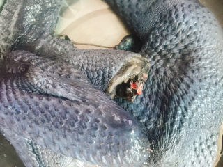 1、当归黄芪乌鸡汤,准备好半只乌骨鸡