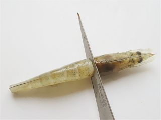 4、蒜蓉蒸虾,先虾尾去掉，然后在头部和身体对接部位划一刀，注意不要划断