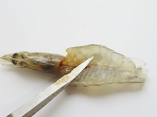6、蒜蓉蒸虾,再用刀将肉切到底部但不要切断
