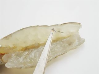 7、蒜蓉蒸虾,用刀尖将虾线挑去