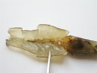 8、蒜蓉蒸虾,用剪刀将虾肉部分剪成四段，可以避免蒸制的时候收缩卷起来