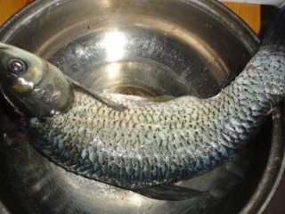 1、双色剁椒鱼头,草鱼一条（鱼身可以削鱼片做酸菜鱼哦）