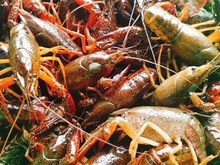 3、蒜泥龙虾,龙虾洗净