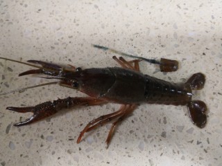 1、原味小龙虾,去除小龙虾泥肠。