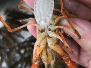 2、原味小龙虾,刷干静龙虾底部。