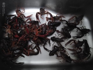 2、美味小龙虾,用牙刷把小龙虾刷干净,再洗2遍。