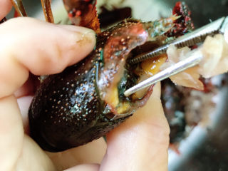 2、麻辣小龙虾,用剪刀将虾头三角部位剪掉,掏空沙囊。