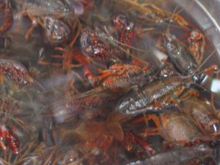 1、蒜香油泼小龙虾,小龙虾用牙刷清洗一遍，泡在盐水里吐吐杂质。