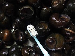 1、五花肉香焖田螺,用牙刷将每一个田螺刷干净