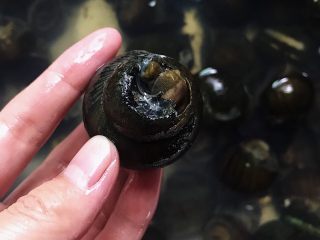 2、五花肉香焖田螺,如图剪去田螺顶盖（市场帮忙剪的 ）