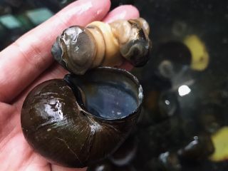 7、五花肉香焖田螺,将螺肉轻轻扯出