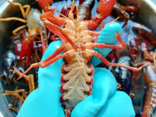 2、青花椒辣卤小龙虾,带上橡胶手套，用小牙刷将小龙虾刷洗干净。