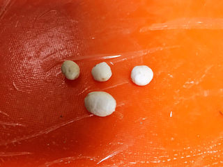 24、冬至美食  茄汁三味猫爪汤圆,再取一个白色面块，分成3个小块后团圆压扁，一个稍微大点的面团揉成椭圆后压扁