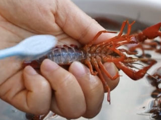 2、爆炒小龙虾,首先，用牙刷刷干净虾腹部，腹部有很多泥垢，要认真清洗