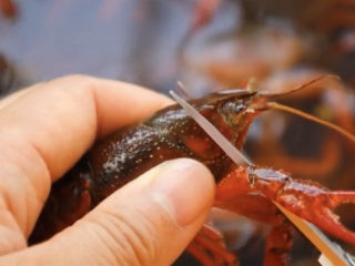 3、爆炒小龙虾,然后剪开虾头，不要剪太大，以免把虾黄都去掉了