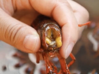 4、爆炒小龙虾,用剪刀嘴踢出虾脑