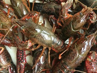 1、美味宵夜小龙虾,给小龙虾洗刷刷