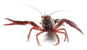 2、美味宵夜小龙虾,清洗时,张牙舞爪,小心夹伤