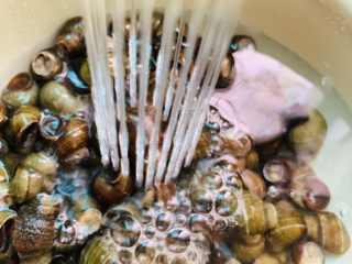 5、紫苏炒田螺,洗净田螺;