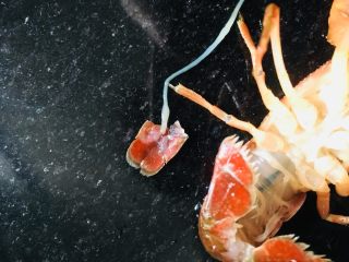 3、蒜蓉小龙虾,龙虾刷干净后用手把虾线弄出来如图。这个一定要拿出来，因为它很脏，不能食用。