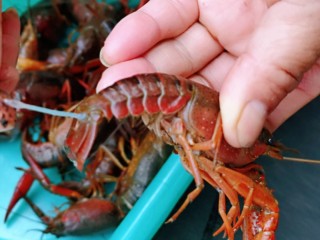 1、啤酒小龙虾,首先处理小龙虾，肠子从尾巴处拉出来，依次做完。