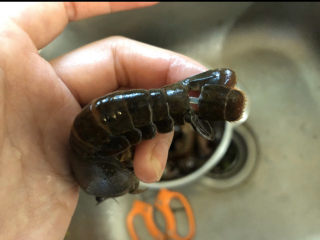 4、蒜香小龙虾,从尾部中间拧一下，抽出泥肠