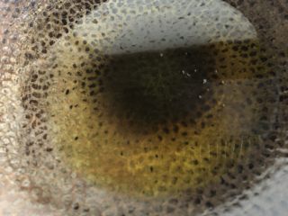 7、香菇肉片,锅中加入油