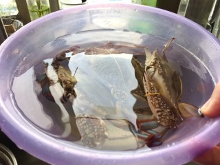 1、避风塘炒蟹,买回来的蟹用水泡一下，加一勺盐吐沙，用牙刷清洗干净，这个季节挑母蟹