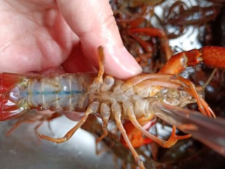 2、简单零失误的啤酒小龙虾,用干净的牙刷把每只小龙虾上上下下刷一遍。