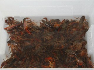 3、清蒸小龙虾,用容器接适量的水,加半瓶白醋跟盐混合,再倒入清洗后的龙虾,养家2个小时(水要没过龙虾)