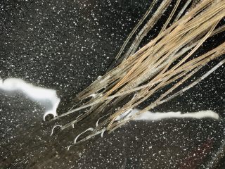 6、韭菜粉丝蒸饺,粉丝开水浸泡10分钟。