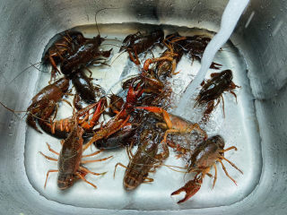 1、清蒸小龙虾,500克小龙虾放入流动的水中清洗干净