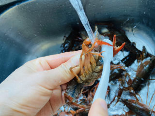 2、清蒸小龙虾,取一牙刷将小龙虾表面刷干净