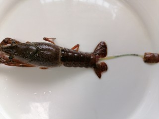 3、蒜香小龙虾,拉住龙虾尾部中间将其虾线去除