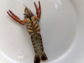 4、蒜香小龙虾,将龙虾的小脚剪掉