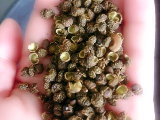 11、麻辣鸡脖,放入一小把麻椒