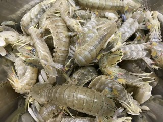 3、香辣皮皮虾,新鲜的皮皮虾，洗净控干水份备用