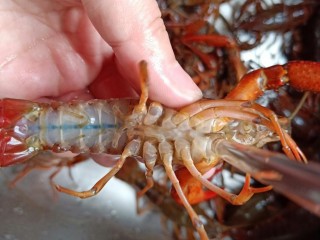 2、蒜香小龙虾,用干净的牙刷把每只小龙虾上上下下刷一遍。