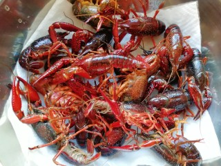 4、爆炒咖喱小龙虾,盆里放上几张厨房用纸，放入清洗干净的小龙虾吸去多余的水分。