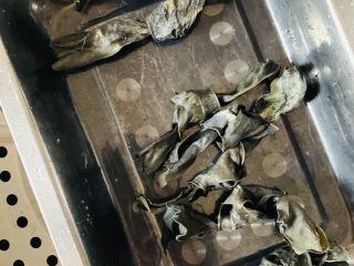 1、凉拌三丝,海带上锅蒸15分钟。