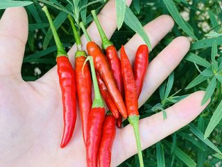 1、油响黄瓜,菜园摘几个辣椒，喜欢辣的多摘几个。