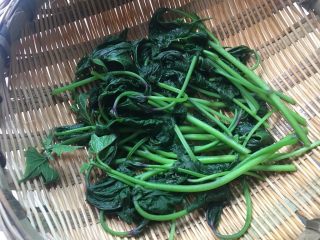 5、凉拌红薯叶,刚刚煮熟的红薯叶和茎，颜色绿色、有一定形状，没有煮烂，捞出后用筲箕沥干水分。