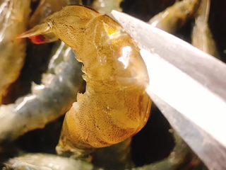 2、椒盐基围虾,开背去虾线