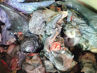 5、莲藕乌鸡汤,乌骨鸡冲洗干净。