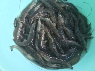 1、花式摆盘，鲜甜白灼虾,虾洗净。