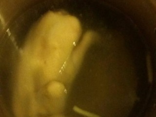 9、白切鸡,然后关火。